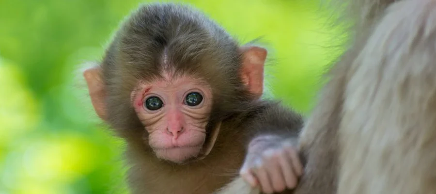 baby-monkey-slide-banner