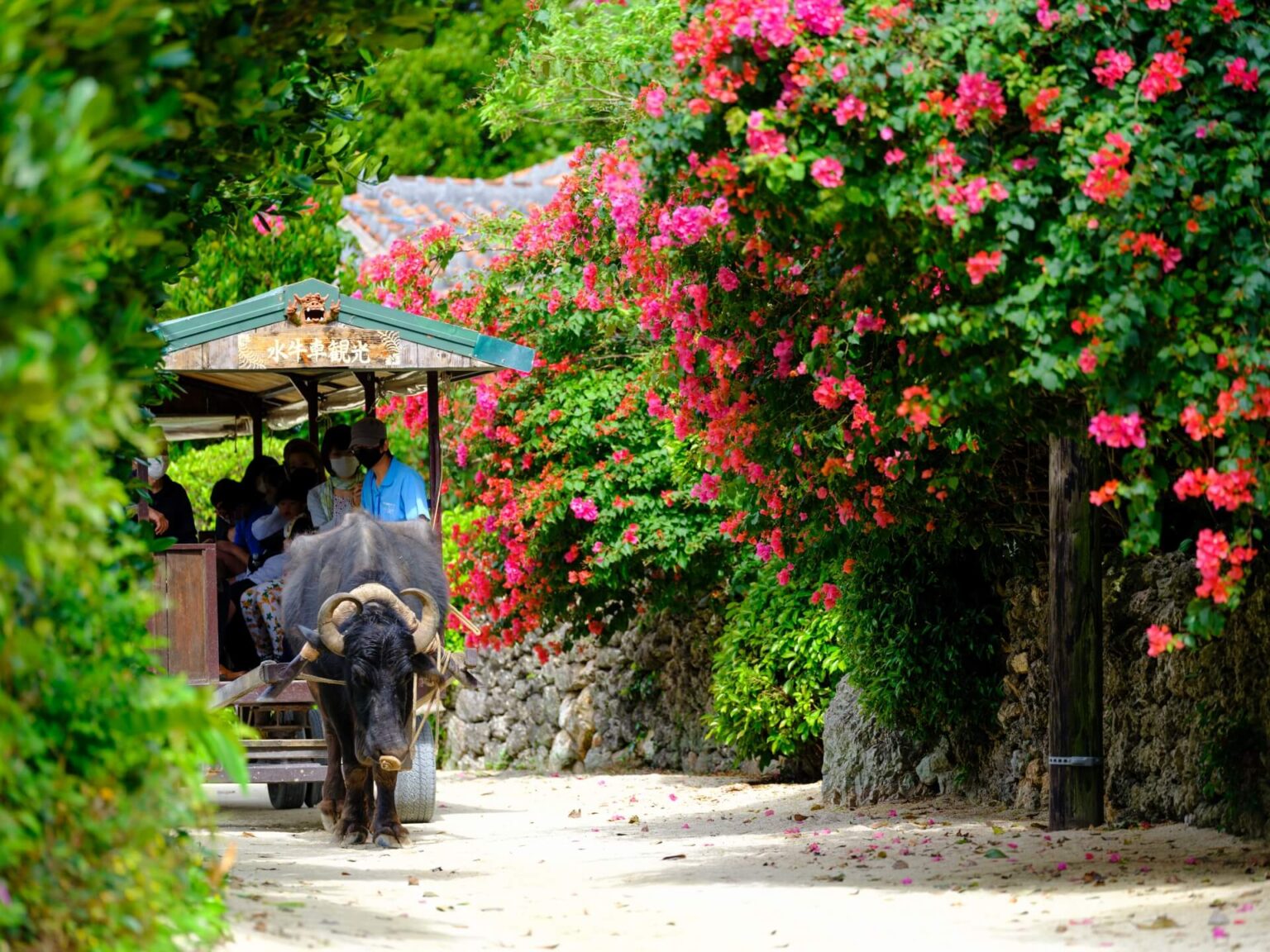 Getting To & Around Okinawa SNOW MONKEY RESORTS