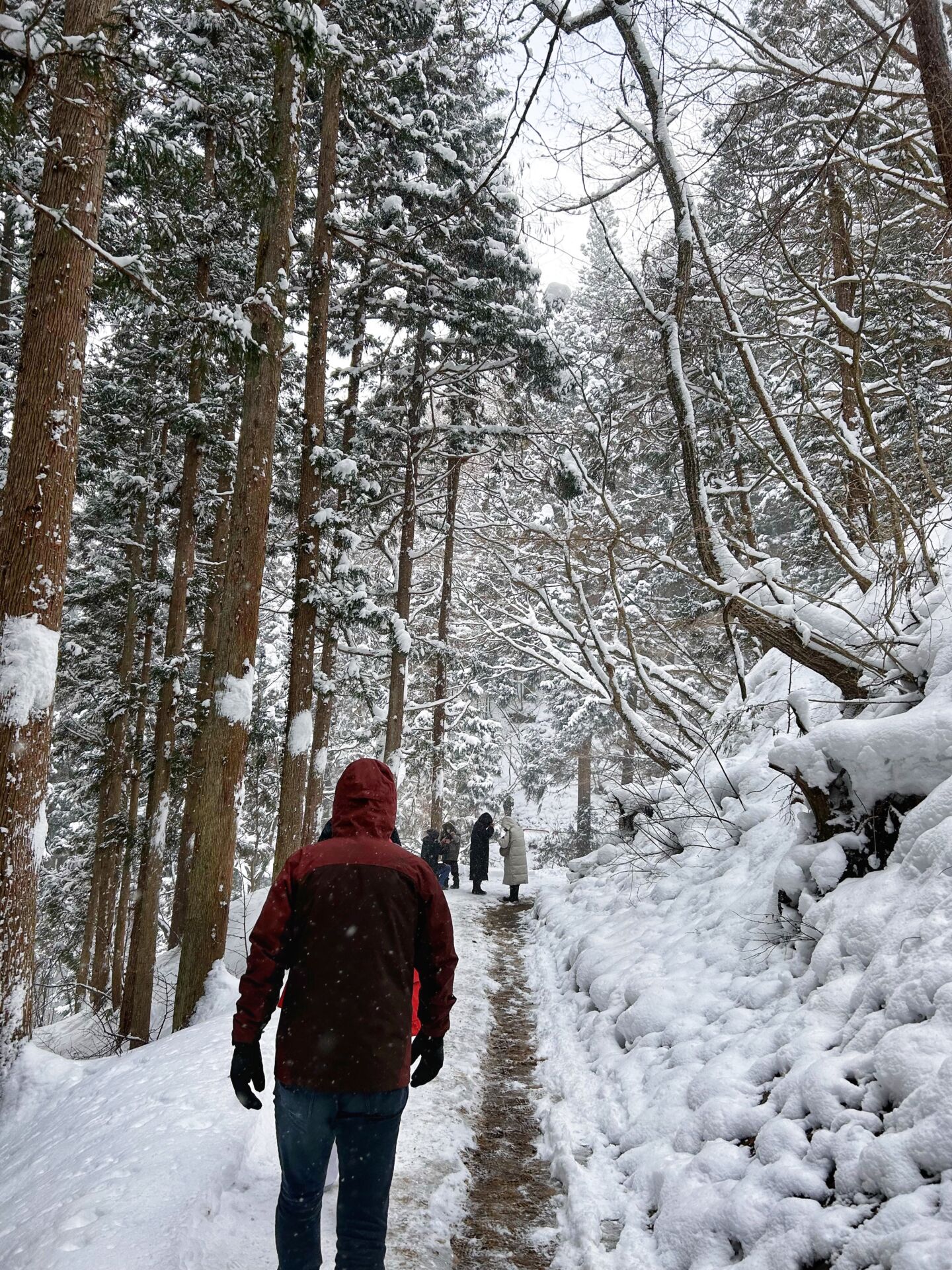 snow-monkey-winter-trail