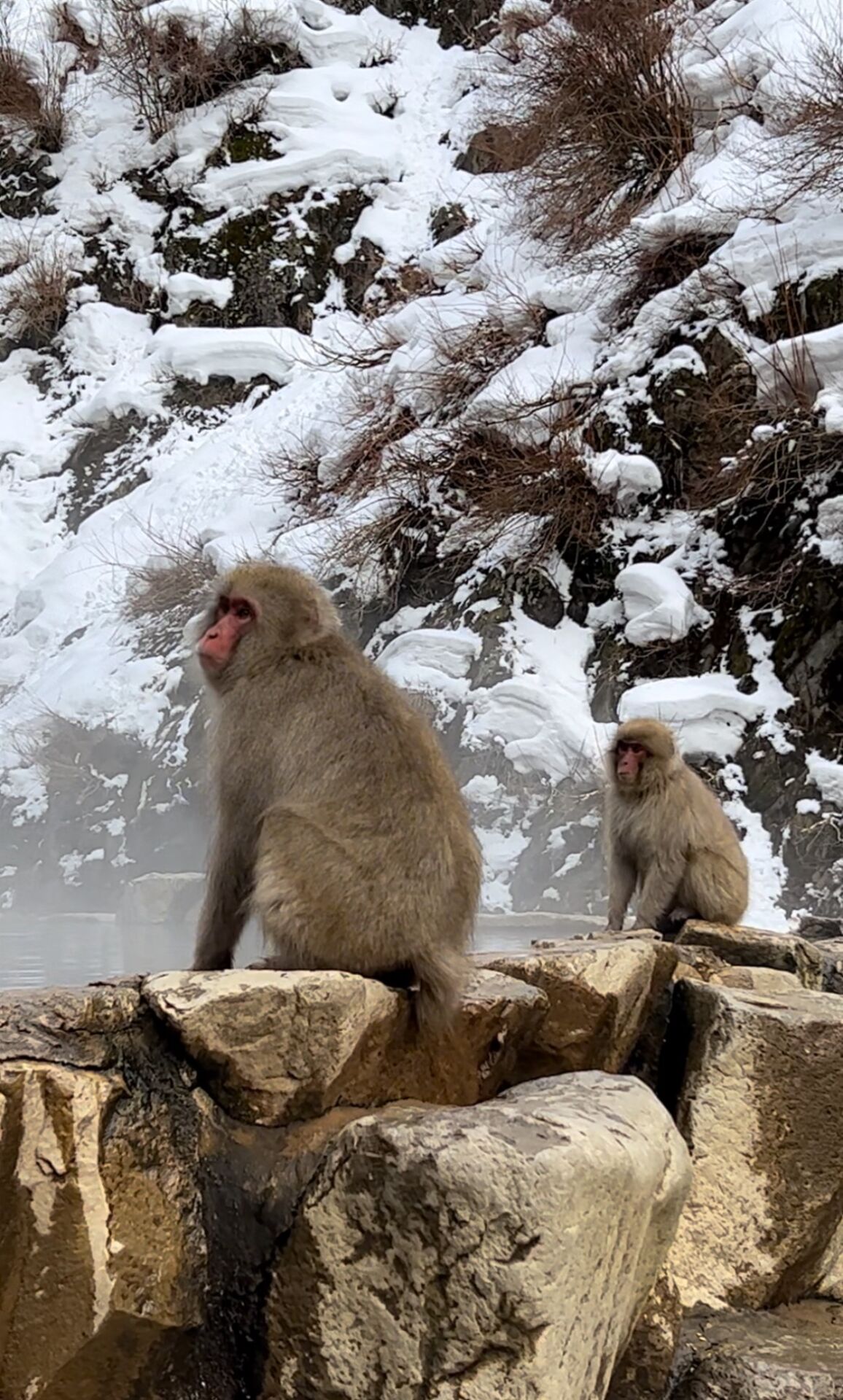snow-monkey-winter