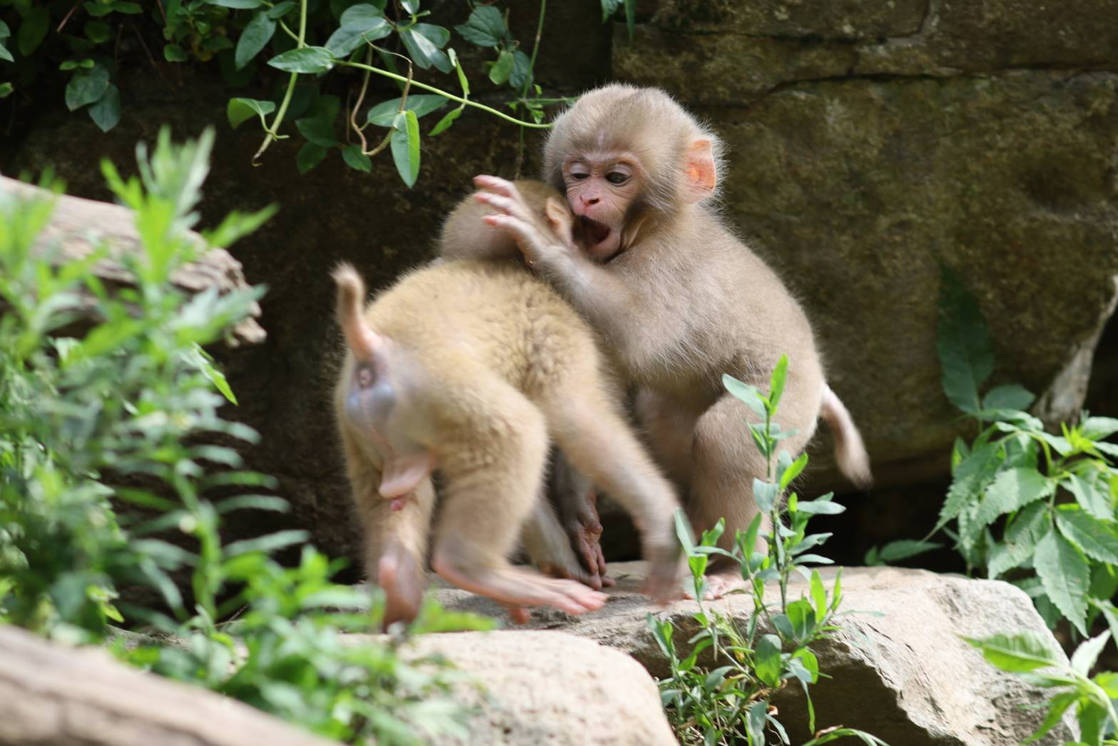 snow-monkey