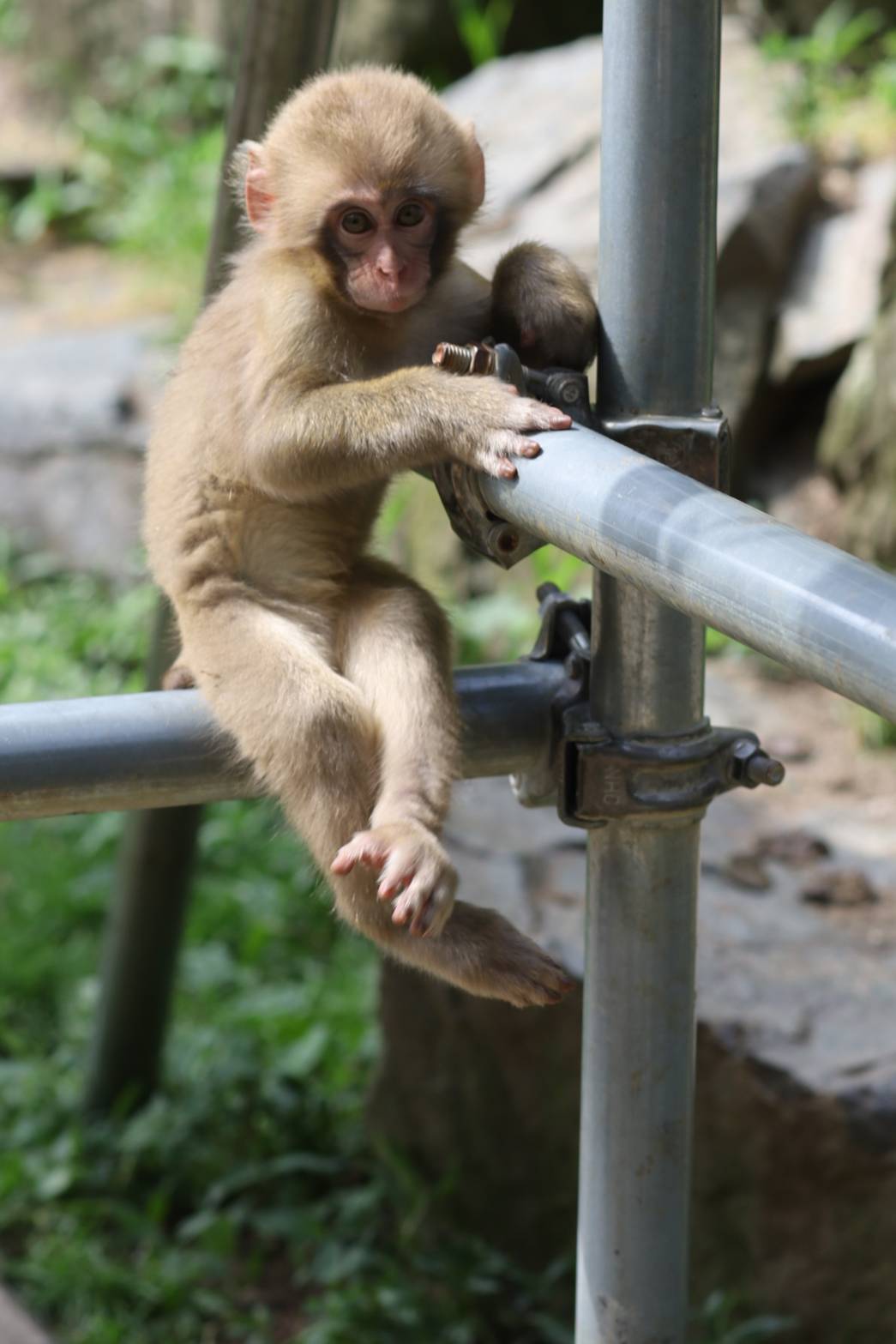 Wild Monkey On Top Of A Tree, Holding On The Tiny Branches