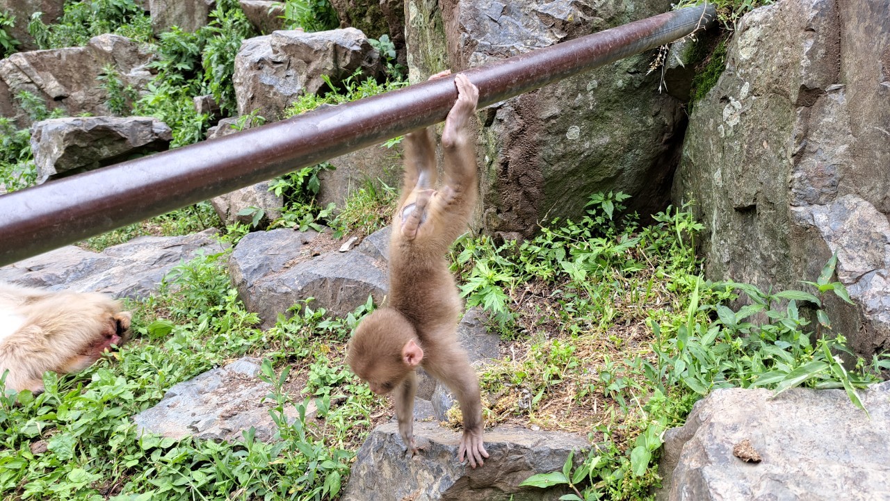 Snow-monkey