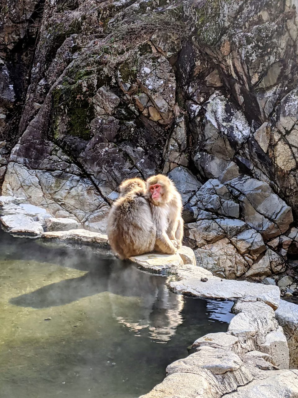 snow-monkey