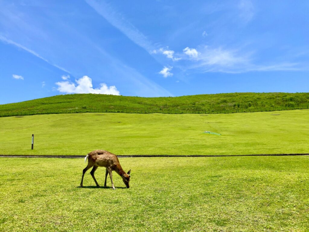 wakakusa-mountain-nara