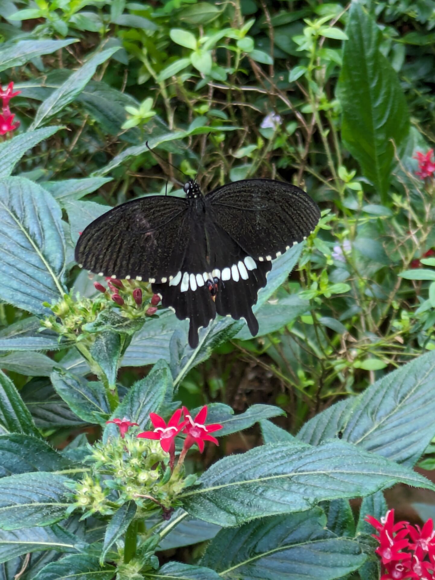 kanazawa-tsurugi-butterfly