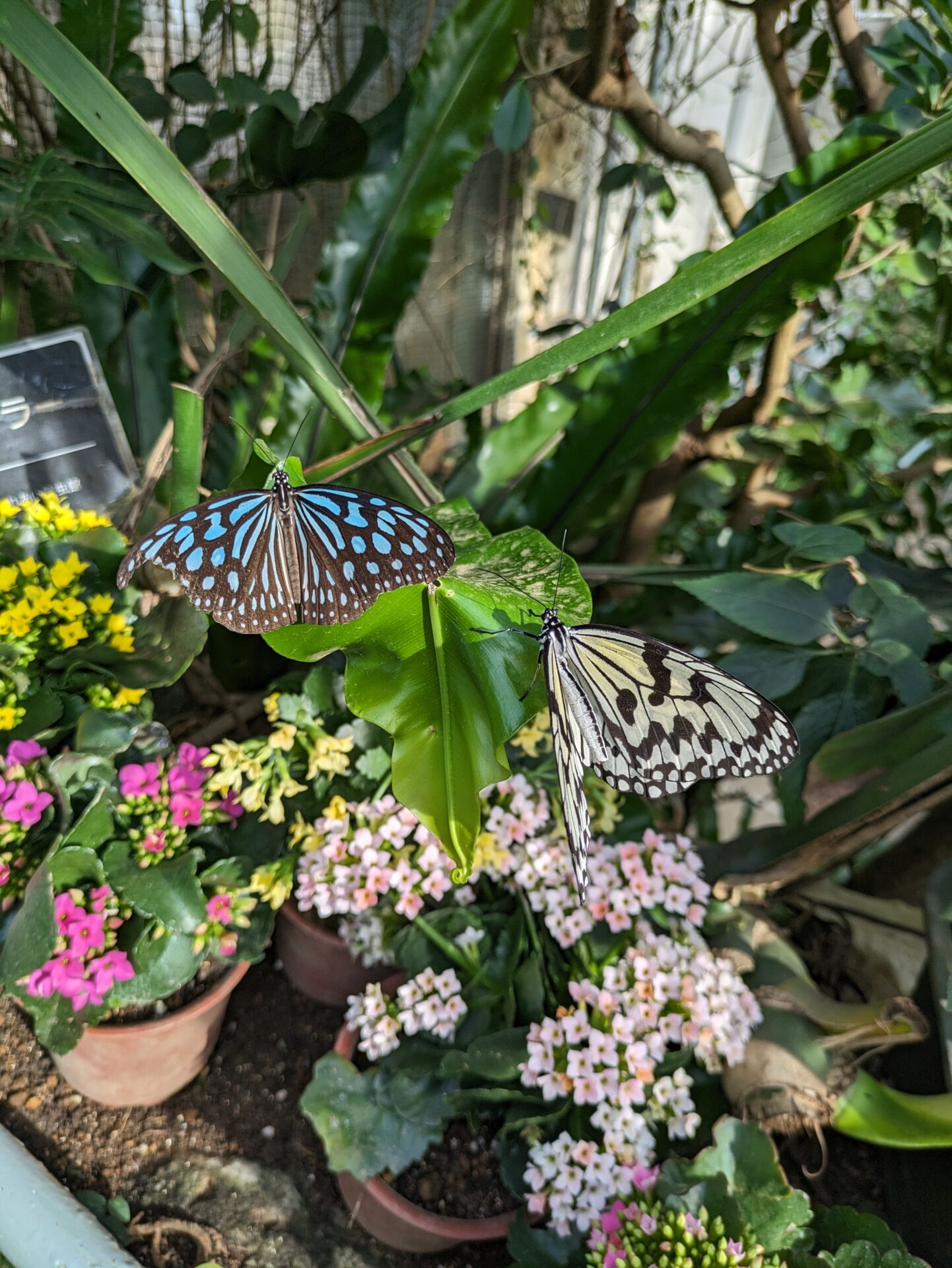 kanazawa-tsurugi-butterfly