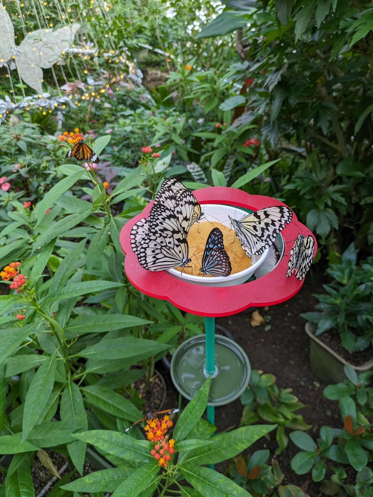 kanazawa-tsurugi-butterfly