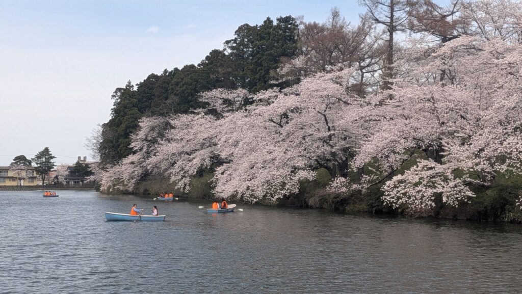 Cherry Blossom trees in full bloom at Takada Castle Park in Joetsu, Niigata, with boats in the moat.