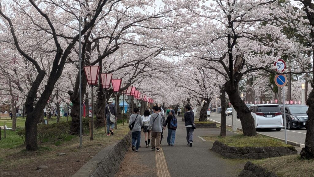 Cherry Blossom trees in full bloom at Takada Castle Park in Joetsu, Niigata.