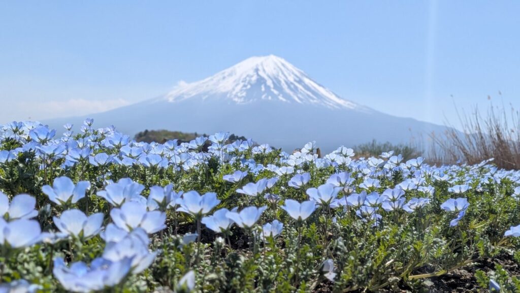 Blue nemophila flowers in bloom in front of Mt. Fuji at Lake Kawaguchi, Japan.