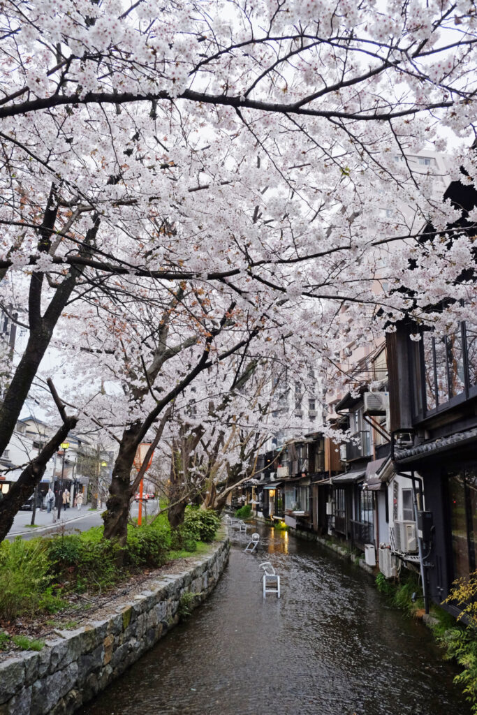 Kiyamachi-street-cherryblossom-sakura
