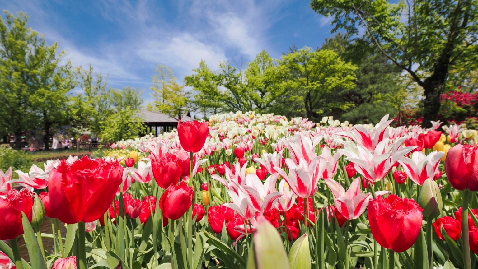 Tonami Tulip Festival - Snow Monkey Resorts