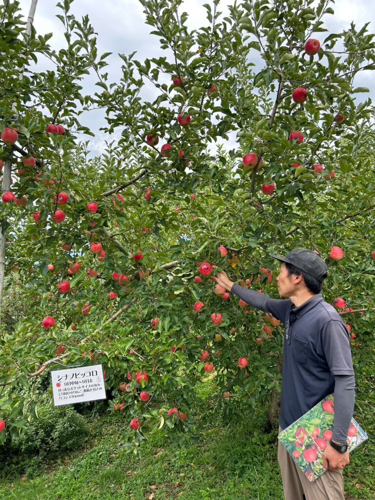 minamishinshu-apple