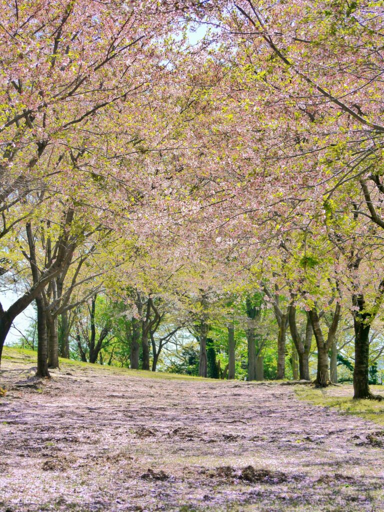 Kanazawa Boukoudai Observatory Cherry Blossom