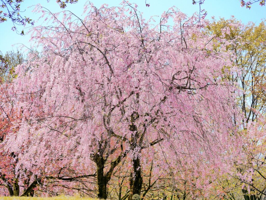 Kanazawa Boukoudai Observatory Cherry Blossom