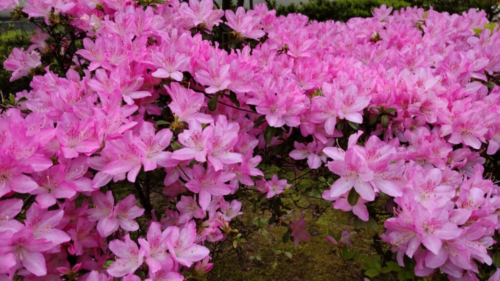 Hikoso Ryokuchi Park