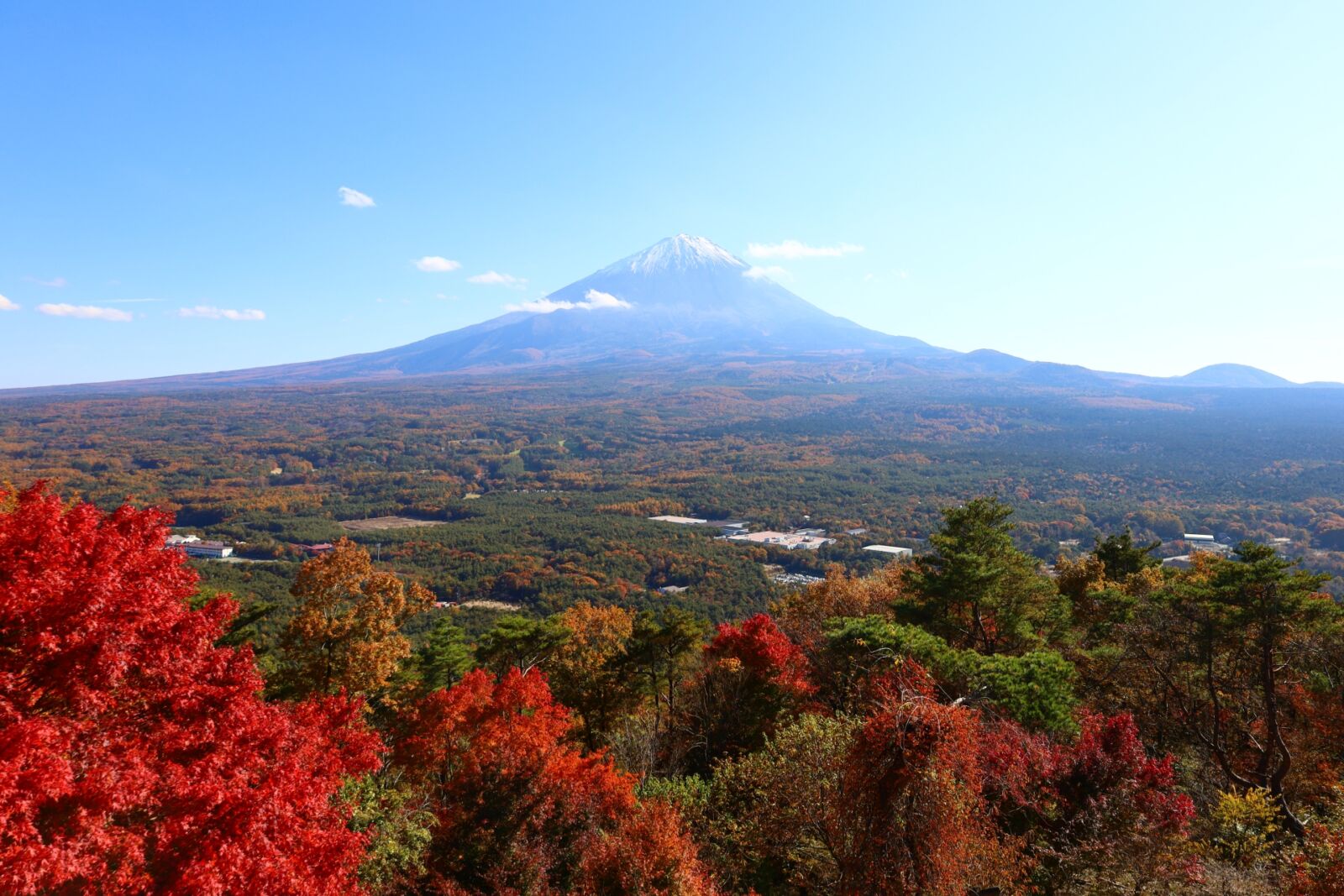 A picture of Mt. Fuji with surrounding autumn leaves taken from Lake Saiko Koyo Observation Deck