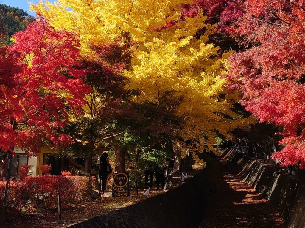 A photo of the momiji tunnel at Lake Kawaguchi during peak autumn colors