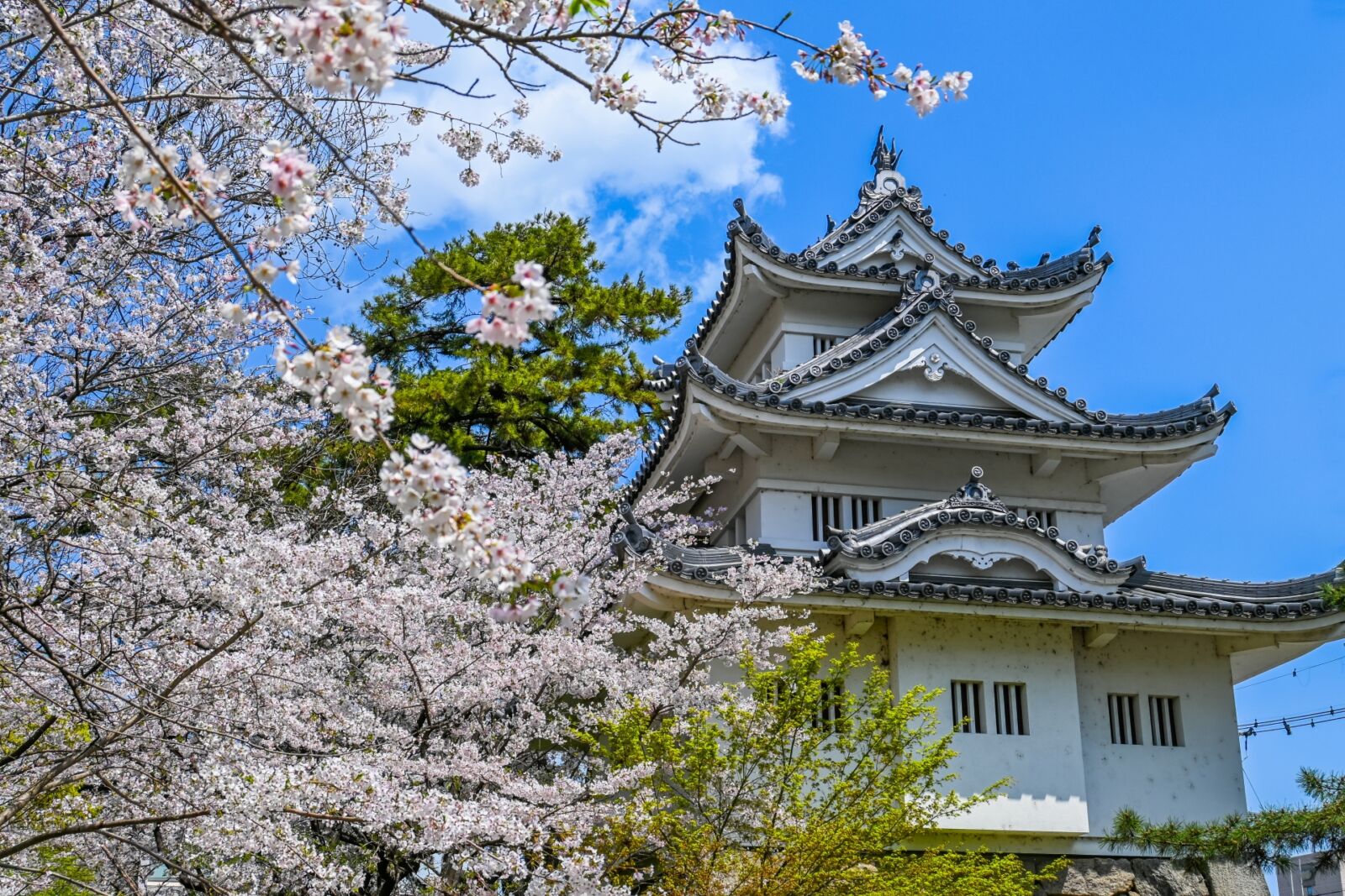 雲林院 寶山 昌平寶山（宝山）古伊賀写花生 以古伊賀土造 共箱 Yahoo!オークション - 「昌平寶山」の落札相場・落札価格