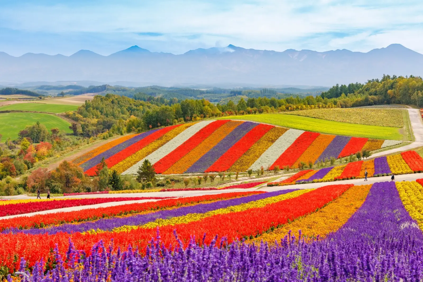 Hokkaido-Shikisai-no-oka