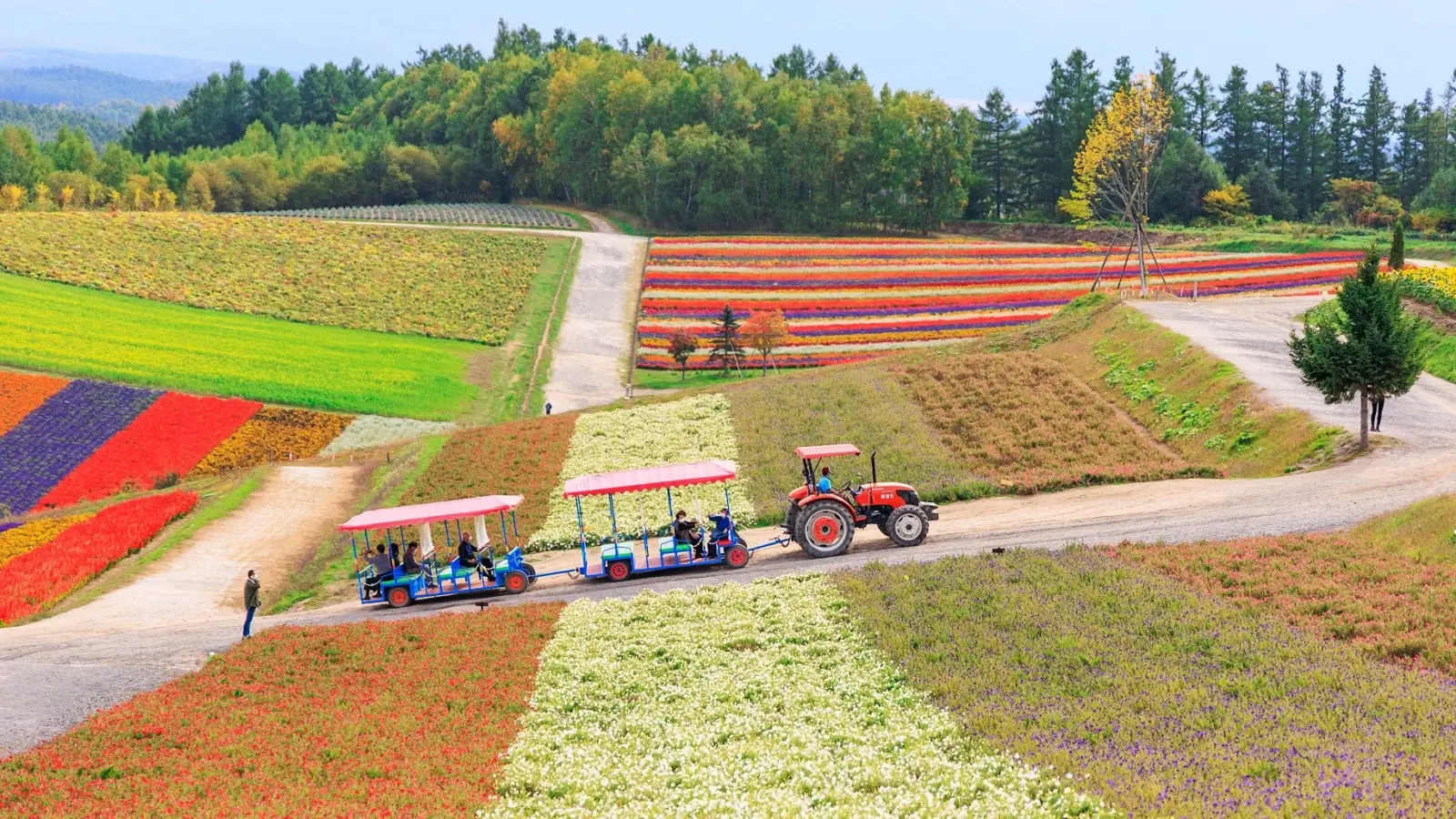 Hokkaido-Shikisai-no-oka-tractor