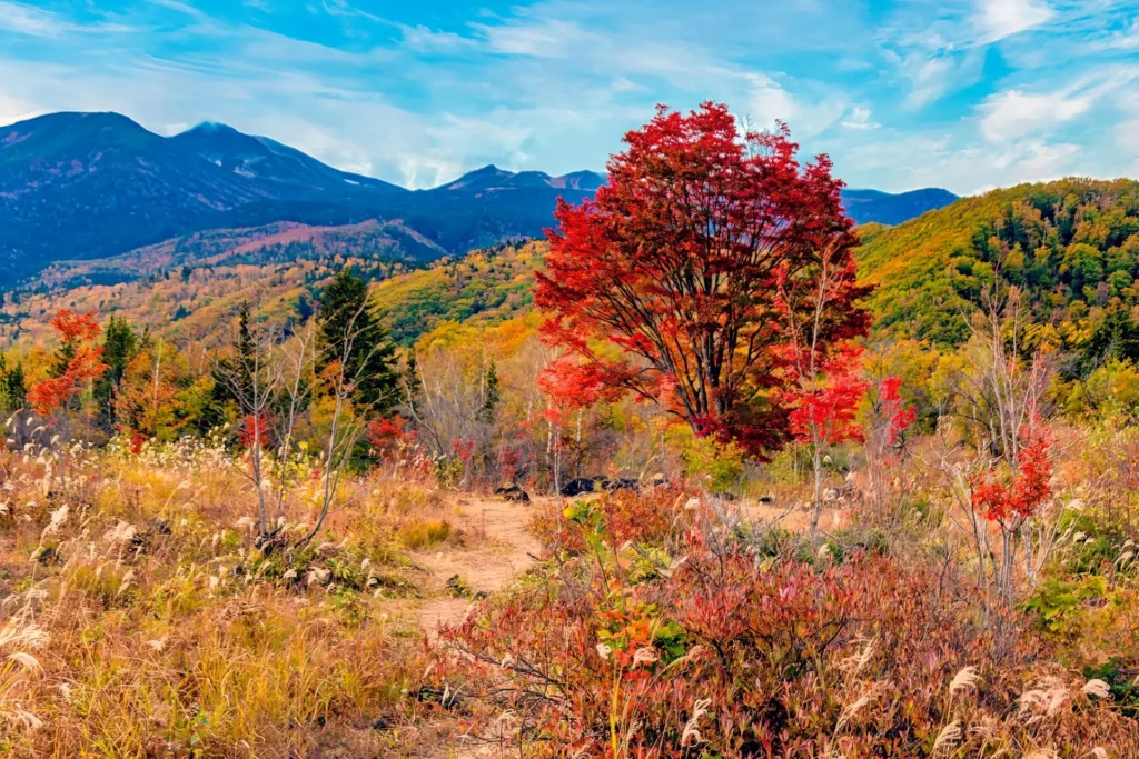 Norikura-Matsumoto-Fall