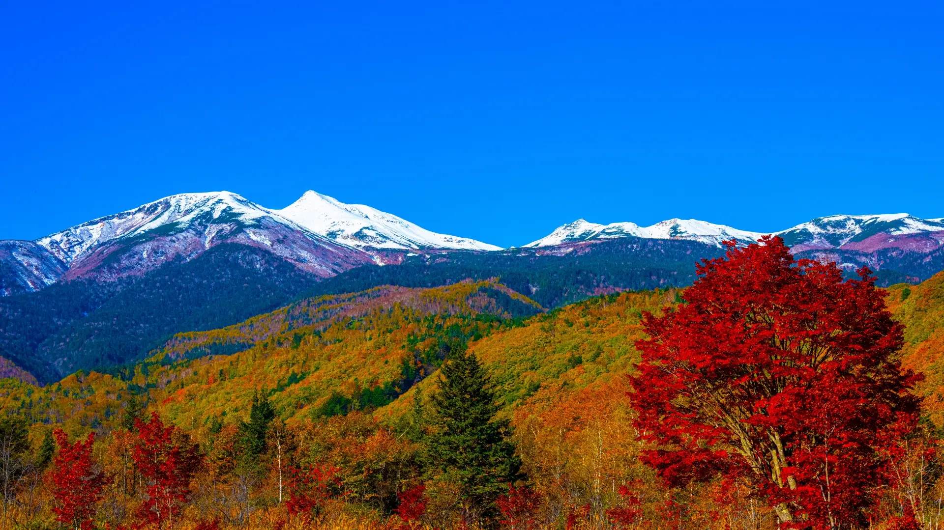 The Top Spots for Autumn Leaves in Matsumoto - Snow Monkey Resorts