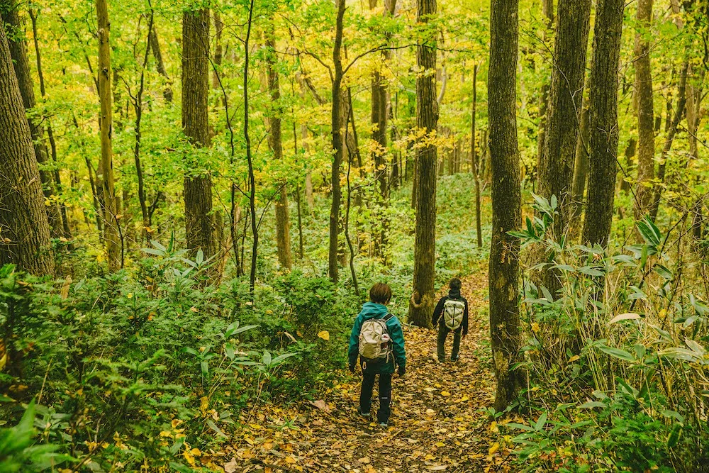 Hokkaido-Sapporo-Jozankei-forest