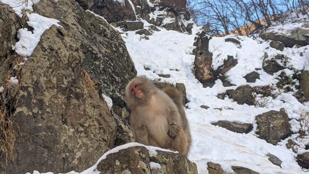 jigokudani-monkey-park-december-2021