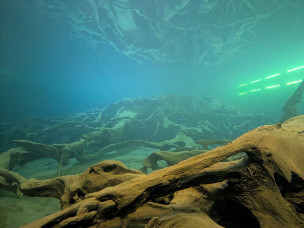 uozu-underwater-sugi