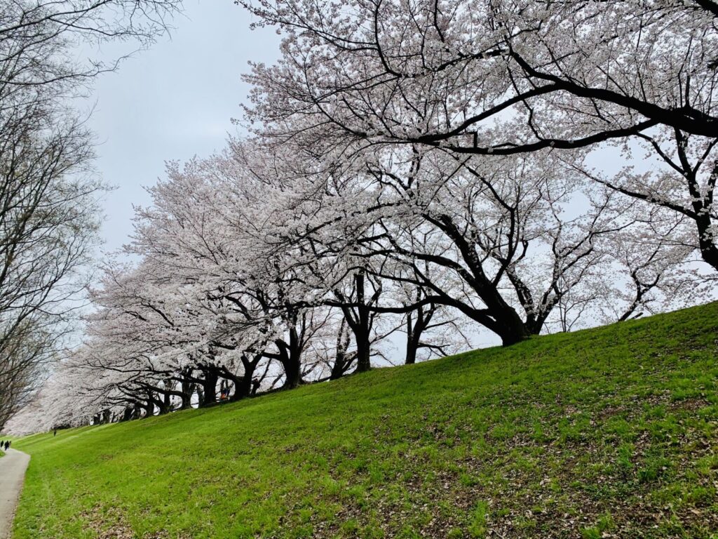Yodogawa-park-sakura-kyoto