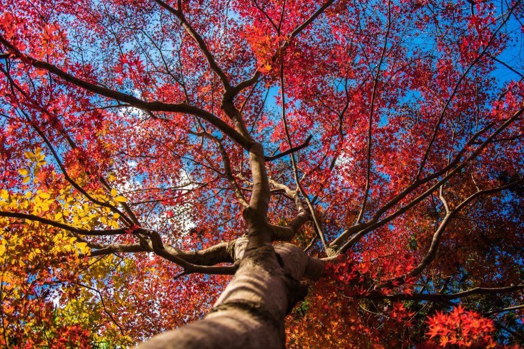 kiso-valley-autumn-leaves-koyo