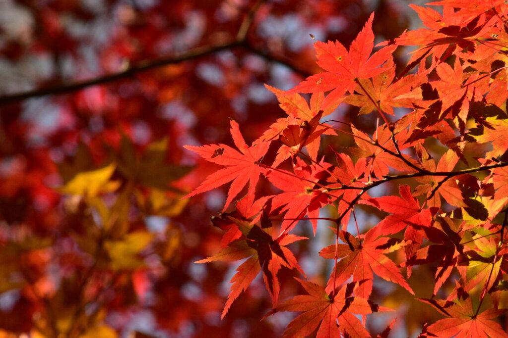 miyajima-red-leaves-momiji-fall