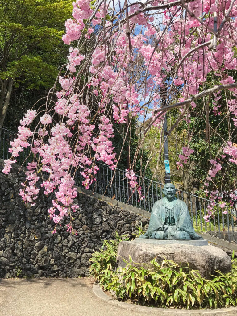 arima-onsen-sakura-cherry-blossom