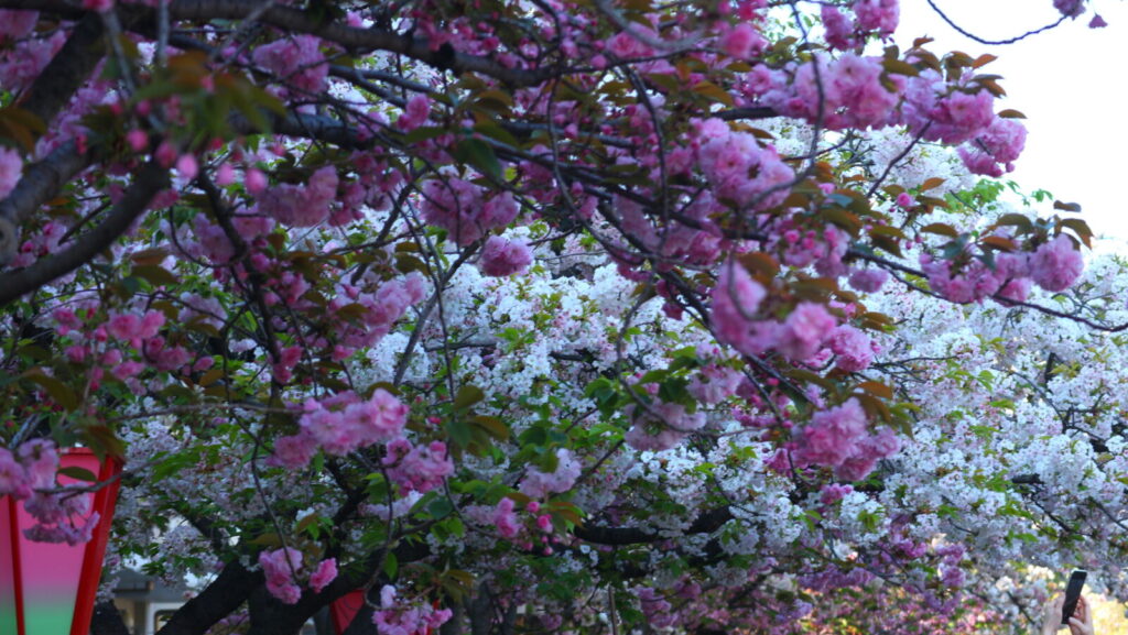 The-Osaka-Mint-Bureau