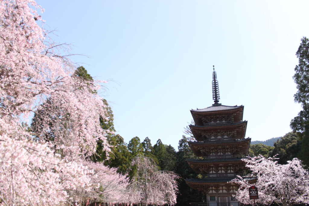daigoji-temple-pagoda-cherry-blossoms-sakura-kyoto