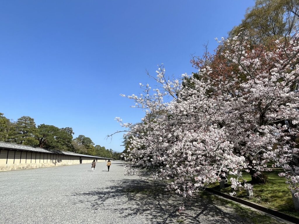 Kyoto-Gyoen-imperial-palace-cherry-blossom-sakura-kyoto