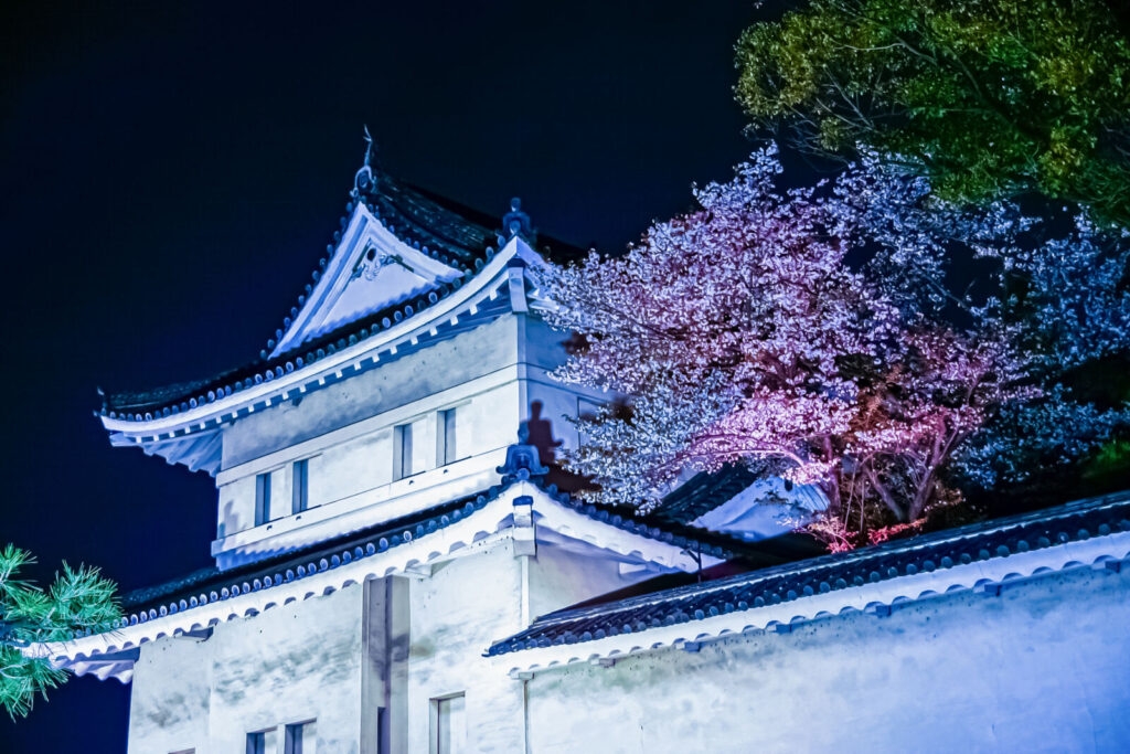 nijo-castle-cherry-blossom-kyoto-sakura-illumination