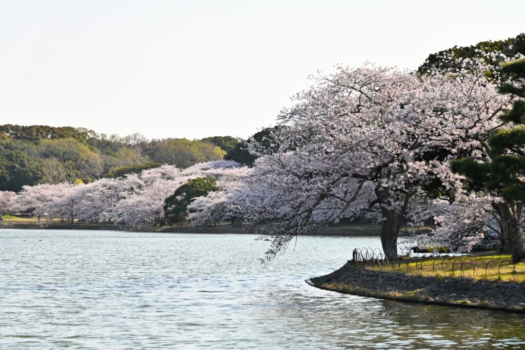 Akashi-castle-park-kobe-hyogo-sakura-cherry-blossom