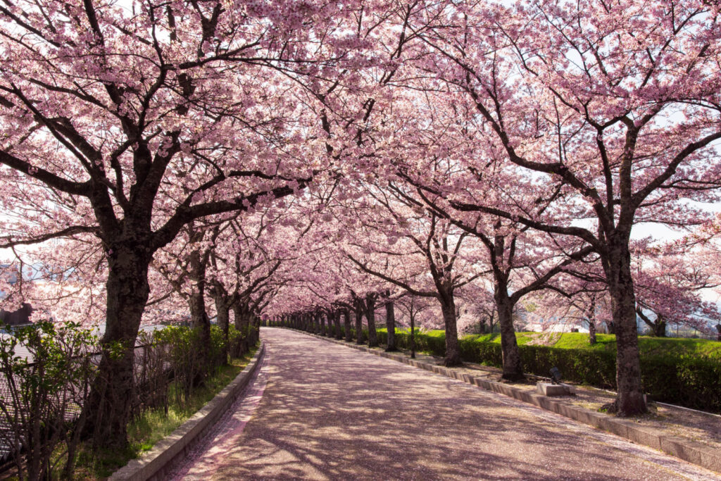 Kameoka-Kyoto-yawaragi-road-cherry-blossoms-sakura-road