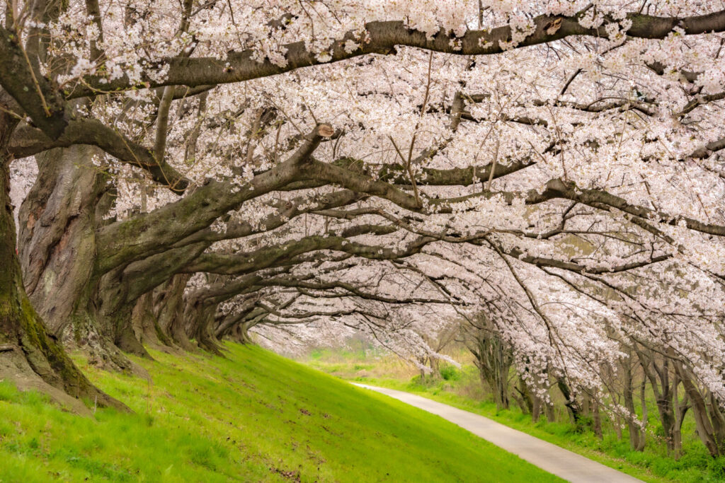 Yodogawa-park-sakura-kyoto-cherry-blossoms