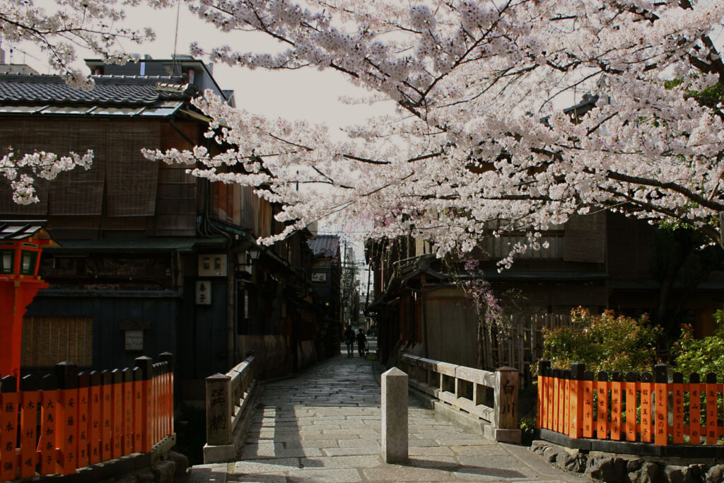 Shirakawa-canal-tatsumi-bridge-gion-kyoto-cherry-blossoms