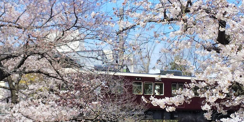 Akashi-castle-park-kobe-hyogo-sakura-cherry-blossom