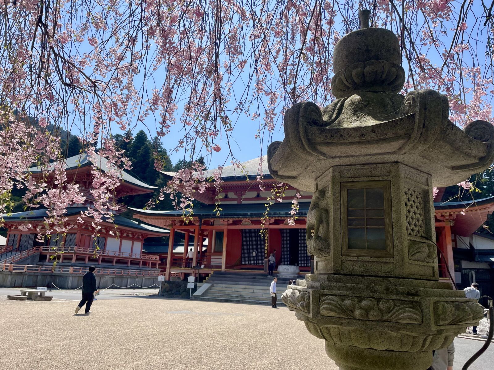 Enryakuji-temple-cherry-blossom-kyoto-sakura