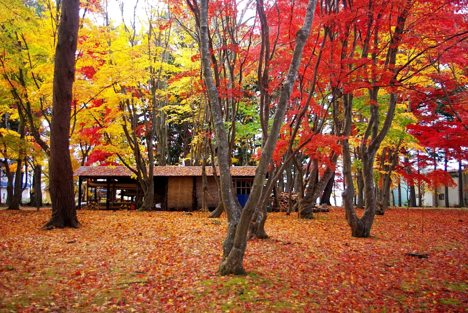 Hokkaido-Hakodate-Kousetsuen-autumn-koyo