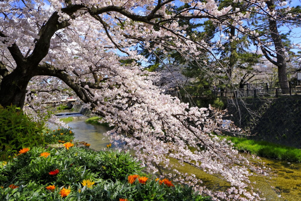 Shukugawa-park-kobe-cherry-blossoms-sakura-spring