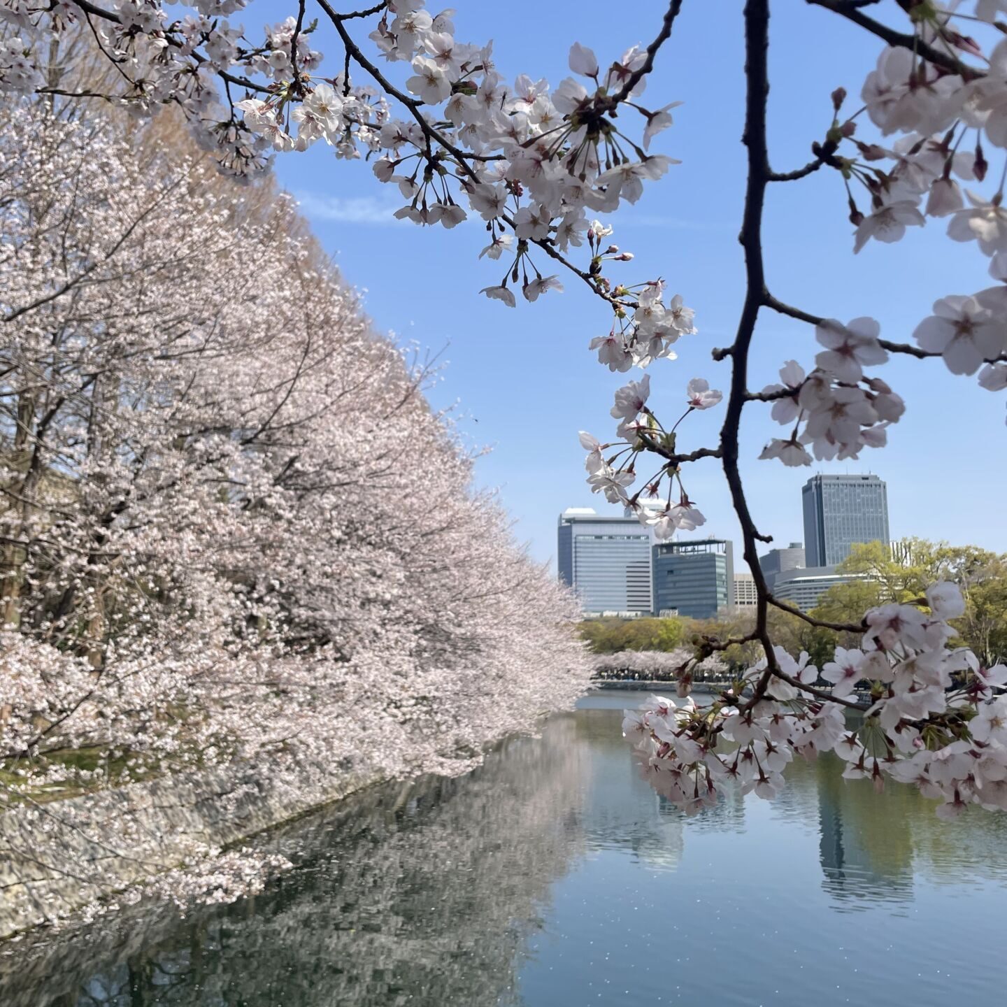 osaka-castle-park-cherry-blossom-sakura-spring