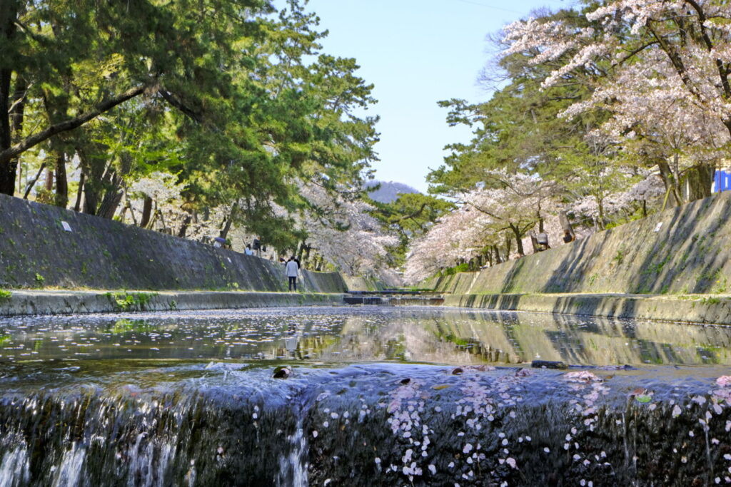 shukugawa-park-kobe-cherry-blossoms-sakura-spring-river