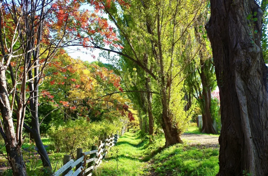 Hokkaido-University-Sapporo-poplar-promenade